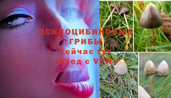 каннабис Аркадак